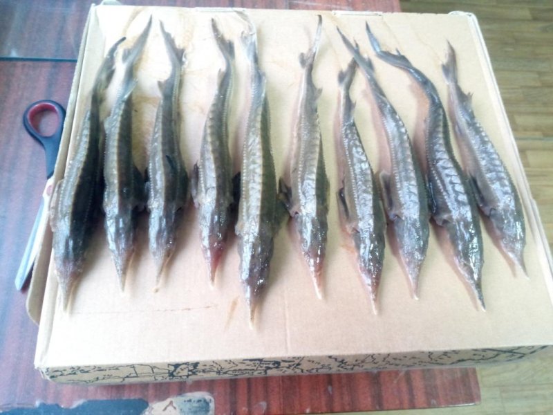 В Березовском районе участковый выявил факт незаконной ловли рыбы ценных пород